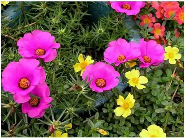 好，用户让我写一篇关于家中花园养什么花好的文章，先写标题，再写内容，内容不少于935个字。首先，我需要确定一个吸引人的标题，可能结合，比如家中花园养花讲究，助您家运更顺利,象征,希望,气场,第1张