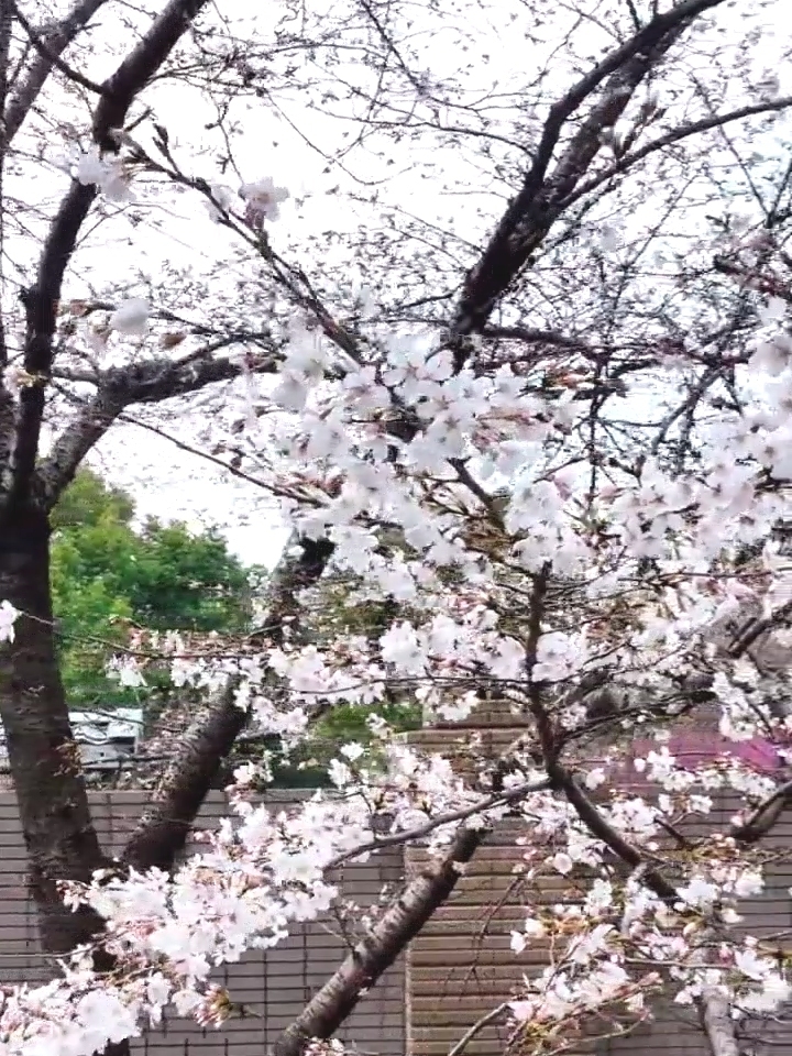 十二星座与樱花，春天的对话,象征,挑战,希望,第1张