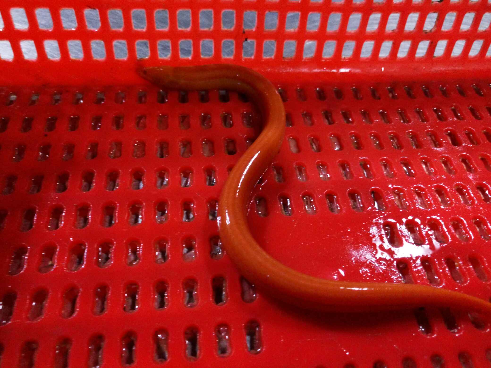 梦见红鳝鱼，解读这个神秘的水中之物,象征,挑战,希望,第1张