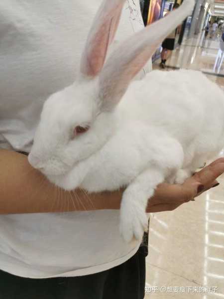 好，用户让我写一篇关于兔子运势生肖头像女孩的文章，标题和内容都要写。首先，我需要确定标题，得吸引人又相关。，内容部分要不少于856个字，得涵盖兔子运势、头像设计以及女孩相关的部分,事业,生肖运势,第1张