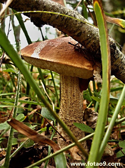 周公解梦遇螃蟹咬我，这些秘密你一定要知道！,象征,挑战,希望,第1张