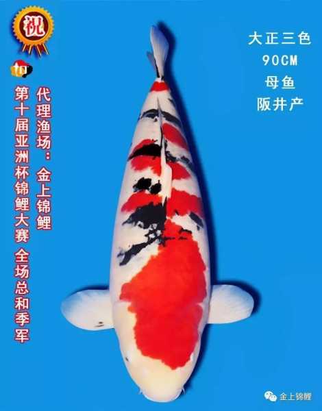 好，用户让我写一篇关于锦鲤送人的寓意的文章。首先，我需要确定文章的标题，要吸引人又相关。，内容部分要不少于822个字，涵盖定义、寓意、文化象征、注意事项以及总结,象征,事业,希望,第1张