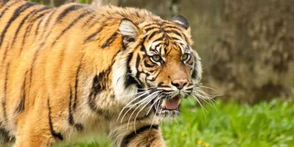 好,用户让我写一篇关于生肖猴当日运势运程的文章,首先得确定标题。考虑到生肖和运势,标题可以是生肖猴今日运势解析,事业与健康 focus on your future,事业,挑战,希望,第1张 好,用户让我写一篇关于生肖猴当日运势运程的文章,首先得确定标题。考虑到生肖和运势,标题可以是生肖猴今日运势解析,事业与健康 focus on your future,事业,挑战,希望,第1张