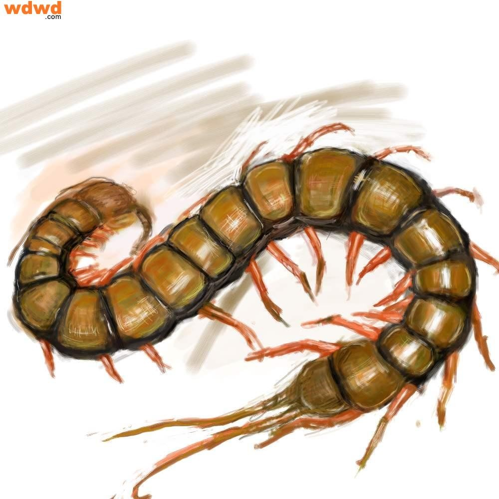 蜈蚣，解读一直遇见的深层含义,象征,挑战,解读,第1张