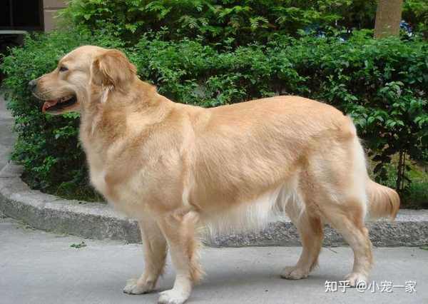 金毛犬的算命方法,解读其神秘行为,象征,命运,算命,第1张 金毛犬的算命方法,解读其神秘行为,象征,命运,算命,第1张