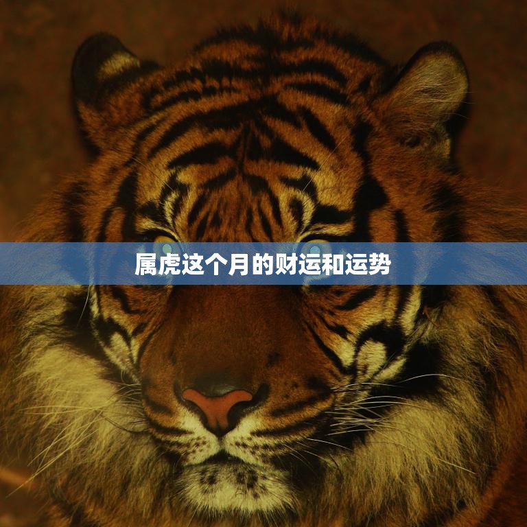 生肖运势解析，72虎的未来走向与机遇,命运,挑战,希望,第1张