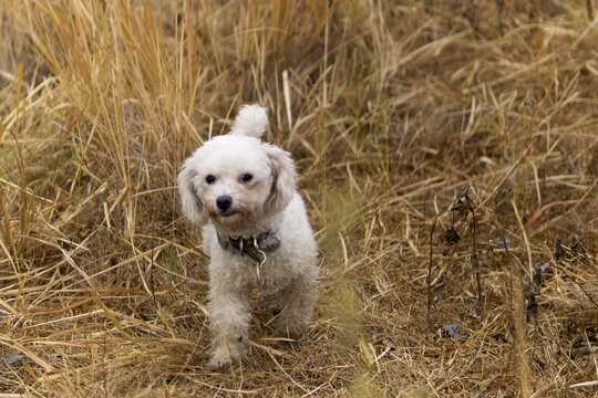 比熊叫声吉凶,图片与解析,吉凶,健康状况,耳朵,第1张 比熊叫声吉凶,图片与解析,吉凶,健康状况,耳朵,第1张