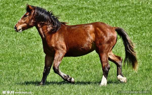 马倒着走,马匹吉凶的神秘方法,象征,事业,希望,第1张 马倒着走,马匹吉凶的神秘方法,象征,事业,希望,第1张