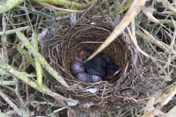 家中养鸟,禁忌与注意事项,希望,气场,风水,第1张 家中养鸟,禁忌与注意事项,希望,气场,风水,第1张