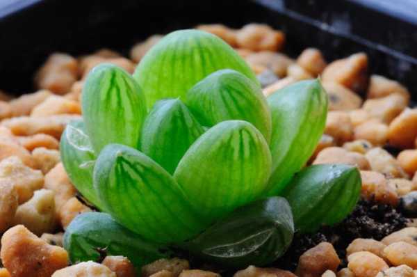 好，用户让我写一篇关于属羊不同生肖年份的运势的文章，首先我需要确定文章的标题。考虑到属羊的运势可能涉及各个生肖年份，标题可以是属羊不同生肖年份的运势解析，这样既点明了主题，又明确了内容,事业,挑战,希望,第1张