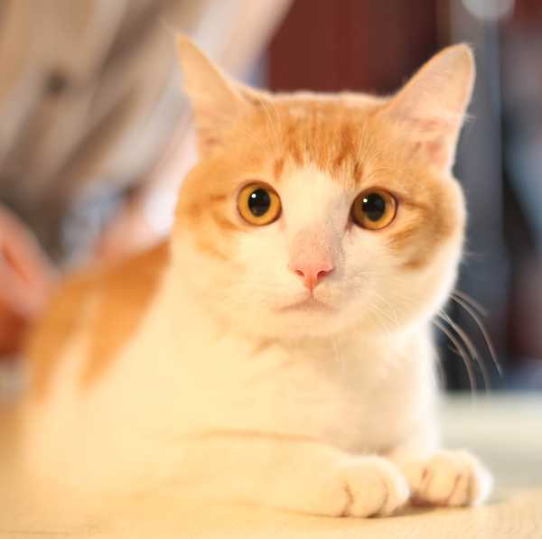 猫咪星座，吉凶预兆，准还是不准？,十二星座,吉凶,星座,第1张