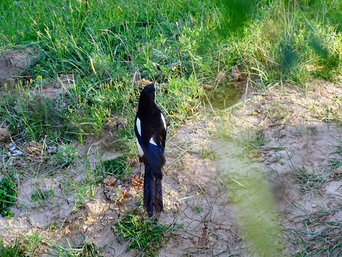 梦见野山鸡，周公解梦与心理暗示的深层解析,象征,挑战,自我,第1张