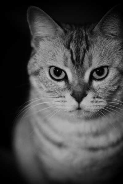 好,用户让我写一篇关于牛宝宝属火取名怎么取好的文章。首先,我需要确定文章的标题,得吸引人又相关。,内容部分要详细,不少于856个字,涵盖取名原则、五行搭配、名字寓意以及注意事项,象征,希望,宝宝取名,第1张 好,用户让我写一篇关于牛宝宝属火取名怎么取好的文章。首先,我需要确定文章的标题,得吸引人又相关。,内容部分要详细,不少于856个字,涵盖取名原则、五行搭配、名字寓意以及注意事项,象征,希望,宝宝取名,第1张