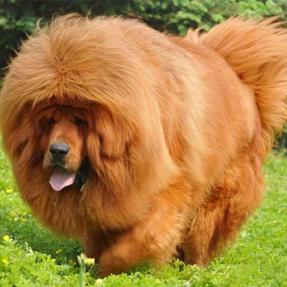 梦见藏獒,解读梦境中的神秘动物,象征,挑战,希望,第1张 梦见藏獒,解读梦境中的神秘动物,象征,挑战,希望,第1张