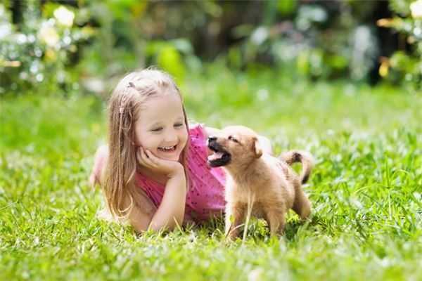 梦见狗配狗，周公解梦揭示的神秘预兆,象征,命运,事业,第1张