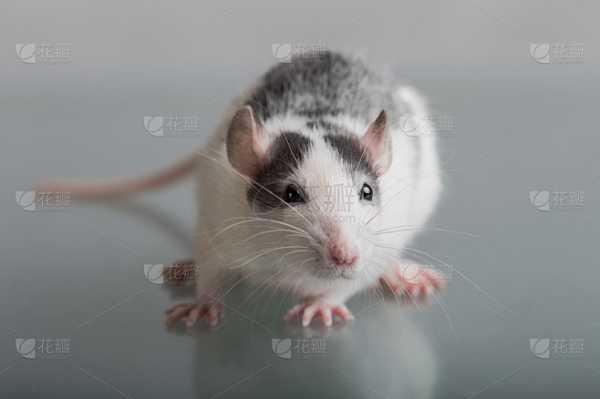 好，用户让我写一篇关于鼠宝宝取名有什么禁忌的文章，先写标题，再写内容，内容不少于926个字。首先，我需要确定标题，要吸引人又专业。考虑到鼠年和取名禁忌，标题可以是鼠宝宝取名禁忌解析，传统与现代的考量,象征,宝宝取名,传统与现代,第1张