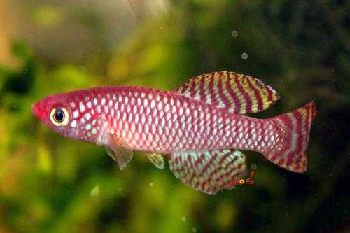 双鱼宝宝取名指南,好听又寓意深远,希望,宝宝取名,寓意吉祥,第1张 双鱼宝宝取名指南,好听又寓意深远,希望,宝宝取名,寓意吉祥,第1张