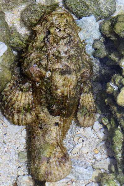 接下来,我得考虑石鱼在不同学中的不同象征。比如,传统中,鱼通常代表财富、luck,或者象征着变化和灵动。石鱼可能结合了这些元素,可能与自然环境有关,也可能与个人的运势或事业有关,象征,事业,希望,第1张 接下来,我得考虑石鱼在不同学中的不同象征。比如,传统中,鱼通常代表财富、luck,或者象征着变化和灵动。石鱼可能结合了这些元素,可能与自然环境有关,也可能与个人的运势或事业有关,象征,事业,希望,第1张