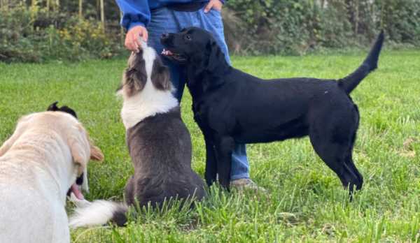 剪鸭尾的吉时，孩子与传统艺术的奇妙相遇,吉时,文化传承,美好,第1张
