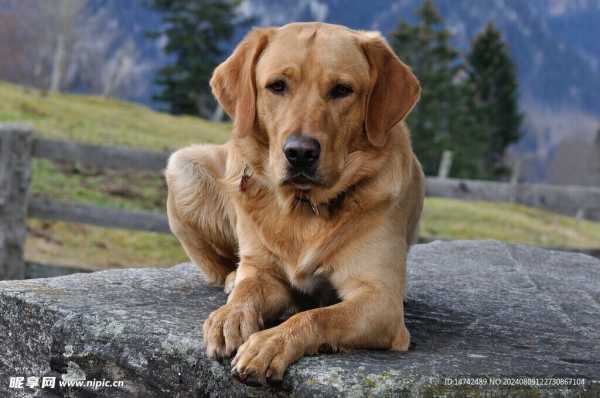 狗子算命不准？真相大揭秘！,算命,能量,第1张