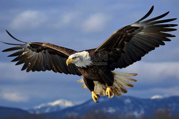 老鹰的象征意义，预兆与解梦解析,象征,挑战,自我,第1张