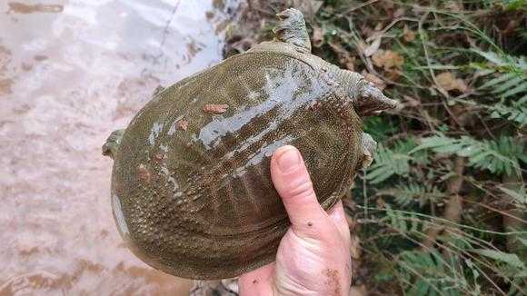 梦见甲鱼，解读这个看似简单却蕴含深意的梦境,象征,挑战,希望,第1张