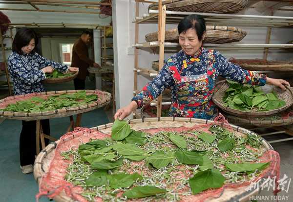 养蚕宝宝，从卵到茧的奇妙旅程,希望,宝宝取名,美好,第1张