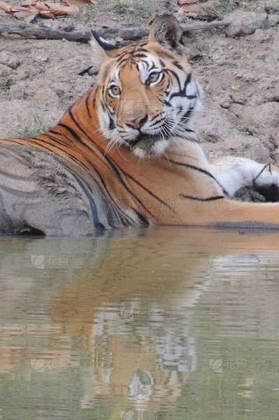 解梦水边遇，解读梦境中的神秘力量,象征,挑战,希望,第1张