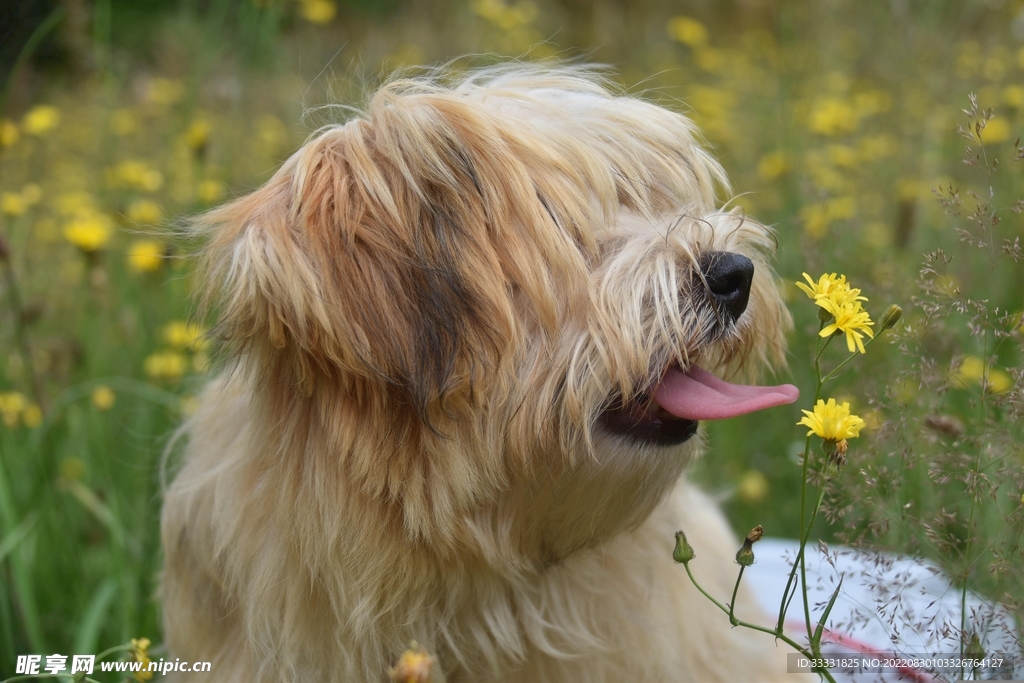 狗神十二星座，十二生肖的前世今生,象征,命运,事业,第1张
