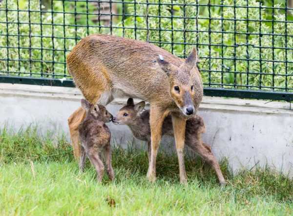 饜字取名,让小兔子 inherit the rain,象征,挑战,希望,第1张 饜字取名,让小兔子 inherit the rain,象征,挑战,希望,第1张