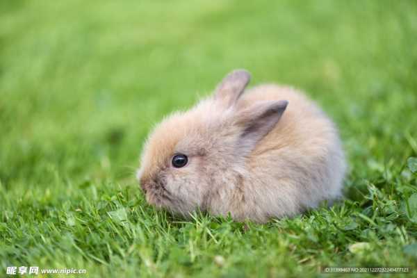 兔子取名指南,让小兔子更可爱、更顺心,象征,命运,希望,第1张 兔子取名指南,让小兔子更可爱、更顺心,象征,命运,希望,第1张