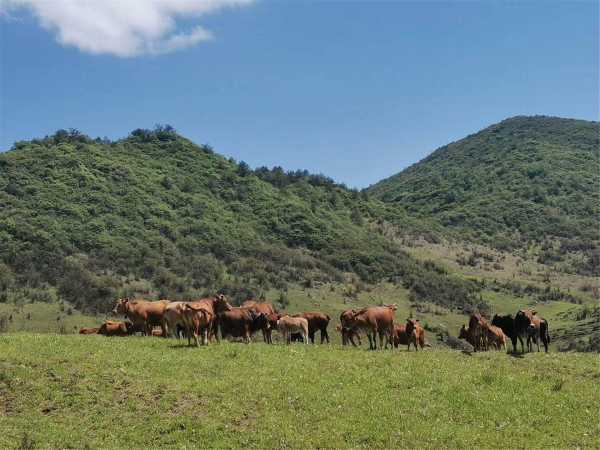 :的牛群,象征,希望,解梦,第1张