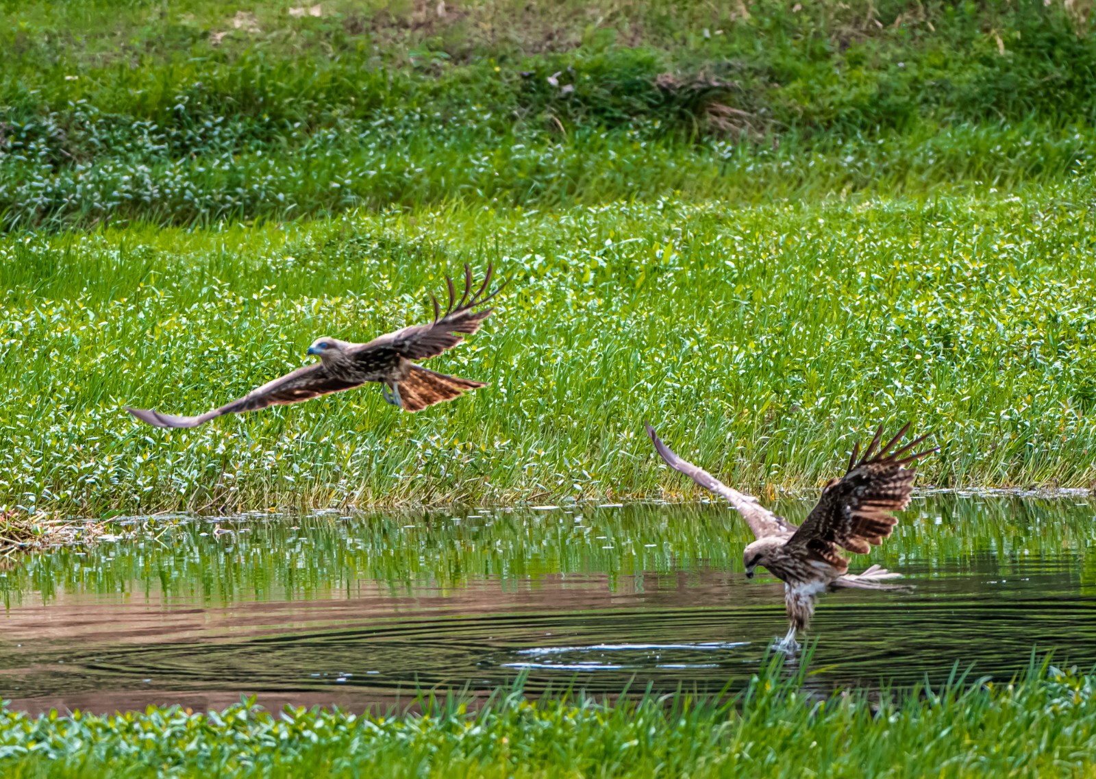 好,用户让我写一篇关于小鸟死进车里的文章,关键词包括预兆和解梦。首先,我需要确定一个吸引人的标题,可能用飞进车里,预示着什么?这样的结构,象征,挑战,希望,第1张 好,用户让我写一篇关于小鸟死进车里的文章,关键词包括预兆和解梦。首先,我需要确定一个吸引人的标题,可能用飞进车里,预示着什么?这样的结构,象征,挑战,希望,第1张