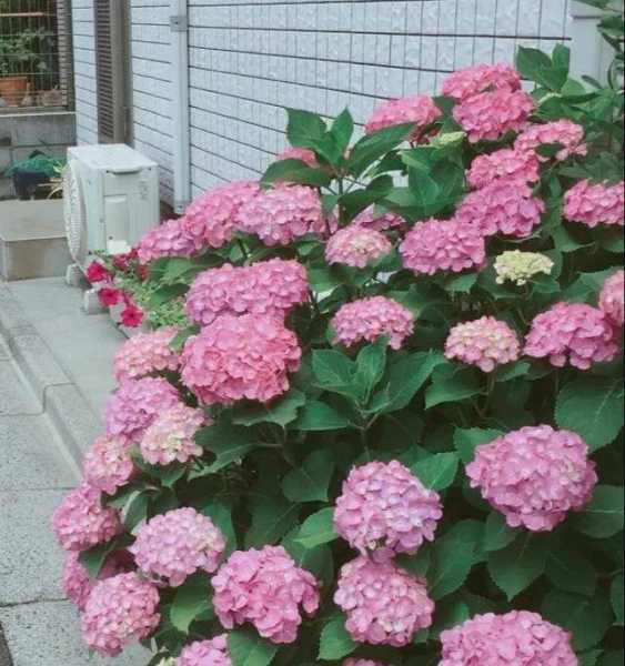 屋门宜植花卉，这些花卉让你家门生辉！,象征,希望,风水,第1张