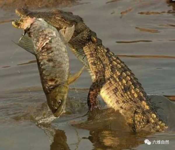 梦见吃鳄鱼,预兆与解梦解析,象征,挑战,希望,第1张 梦见吃鳄鱼,预兆与解梦解析,象征,挑战,希望,第1张