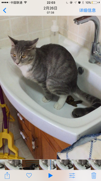 解梦梦见扔猫屎了什么意思,象征,自我,解梦,第1张 解梦梦见扔猫屎了什么意思,象征,自我,解梦,第1张