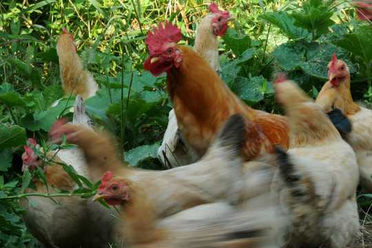 好，用户让我写一篇关于鸡足山求签要去三年嘛的文章，首先我需要确定文章的标题。标题要简洁明了，又能吸引读者，所以我想到鸡足山求签，三年后，我终于明白它在告诉我什么,象征,命运,挑战,第1张