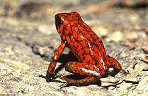 好,用户让我写一篇关于梦到箭毒蛙的文章,关键词是预兆和解梦。首先,我需要确定文章的标题,可能需要一个吸引人的标题,比如梦到箭毒蛙,预兆与解梦解析,象征,挑战,希望,第1张 好,用户让我写一篇关于梦到箭毒蛙的文章,关键词是预兆和解梦。首先,我需要确定文章的标题,可能需要一个吸引人的标题,比如梦到箭毒蛙,预兆与解梦解析,象征,挑战,希望,第1张