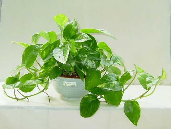 绿萝,家居中的神秘存在,象征,事业,气场,第1张 绿萝,家居中的神秘存在,象征,事业,气场,第1张