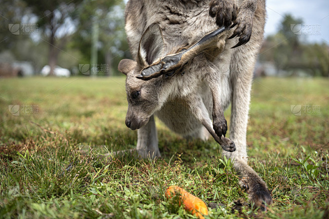 袋鼠宝宝取名指南,从传统到现代,探索宝宝命名的多样性,象征,希望,宝宝取名,第1张 袋鼠宝宝取名指南,从传统到现代,探索宝宝命名的多样性,象征,希望,宝宝取名,第1张