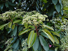 好,用户让我写一篇关于石楠种什么盆最好最旺的文章。首先,我需要确定文章的标题,得吸引人又相关。,内容部分要不少于923个字,涵盖选择盆栽的种类、布局以及养护方法,象征,事业,希望,第1张 好,用户让我写一篇关于石楠种什么盆最好最旺的文章。首先,我需要确定文章的标题,得吸引人又相关。,内容部分要不少于923个字,涵盖选择盆栽的种类、布局以及养护方法,象征,事业,希望,第1张