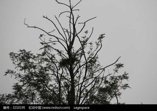 解的鹊窝，解读与启示,象征,事业,希望,第1张