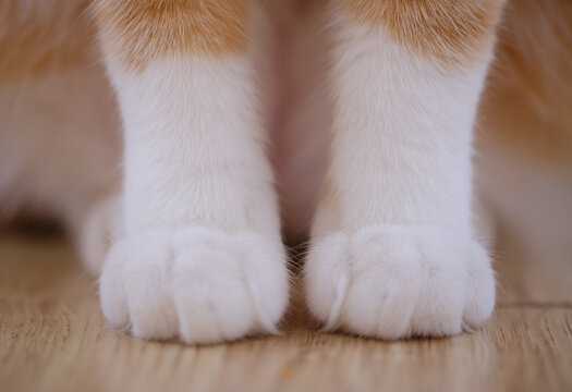 好，用户让我写一篇关于足部的文章，标题和内容都要写。首先，我得确定标题，得吸引人又专业。是内容，不少于901个字，得涵盖足部的基本知识、各个部位的、健康与运势的关，以及一些注意事项,事业,挑战,希望,第1张