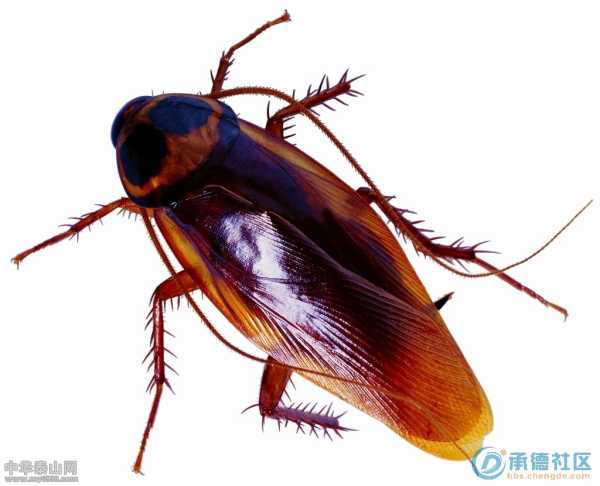 小强姓氏，吉凶查询与文化意析,象征,事业,吉凶,第1张