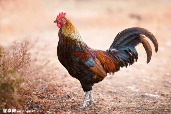 鸡足山求签中上签，命运的隐秘与的,象征,命运,求签,第1张