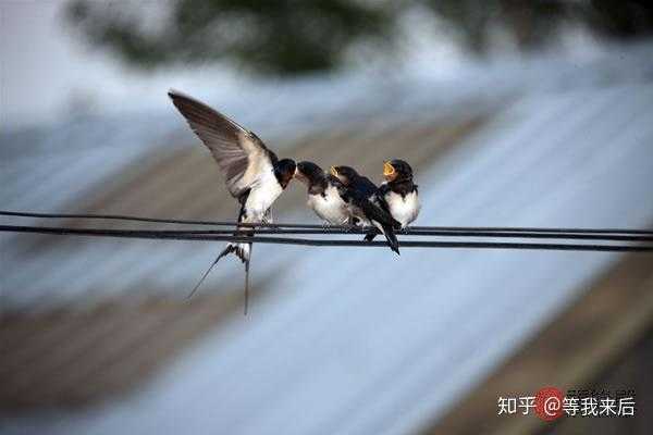 燕子做窝，春天的预兆与解梦之谜,象征,希望,解梦,第1张
