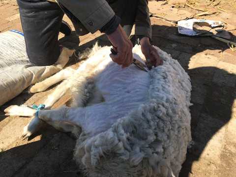 剪羊毛，解读梦境中的羊毛,象征,挑战,希望,第1张