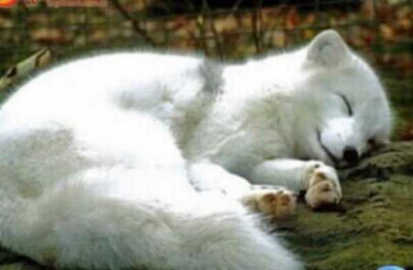 梦见白狐怪，解读周公解的深层含义,象征,挑战,解梦,第1张