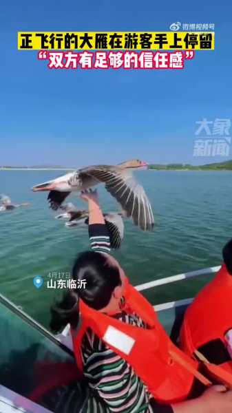 好，用户让我写一篇关于飞雁名字吉凶的文章。首先，我需要理解飞雁名字吉凶这个主题。飞雁在文化中象征着自由和灵动，名字吉凶可能是指给名字赋予吉凶的寓意，帮助人们选择合适的姓名,象征,希望,八字,第1张