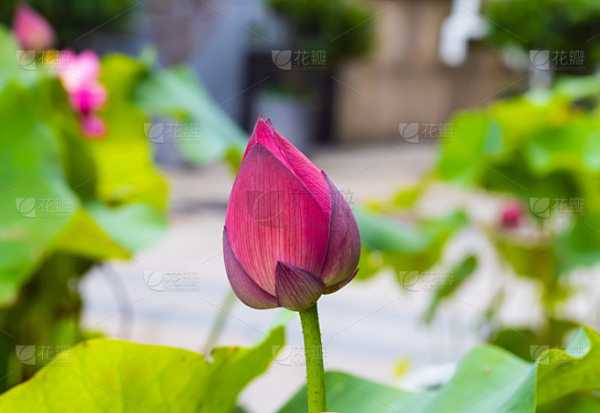 绿意盎然,选择适合的植物做屏保,希望,气场,能量,第1张 绿意盎然,选择适合的植物做屏保,希望,气场,能量,第1张